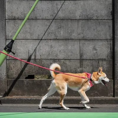 Keine Hunde für Anfänger: Diese Hundetypen sind anspruchsvoll