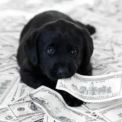 Wie viel kostet ein Hund? Eine Übersicht mit Beispielrechnung