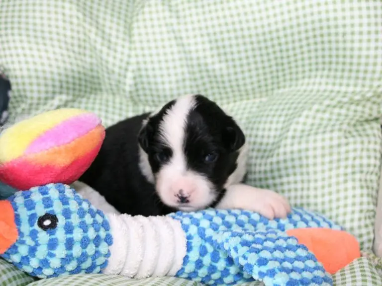 Freedom Gruffi vom Georgenberg – Australian Shepherd Puppy – Photo 2