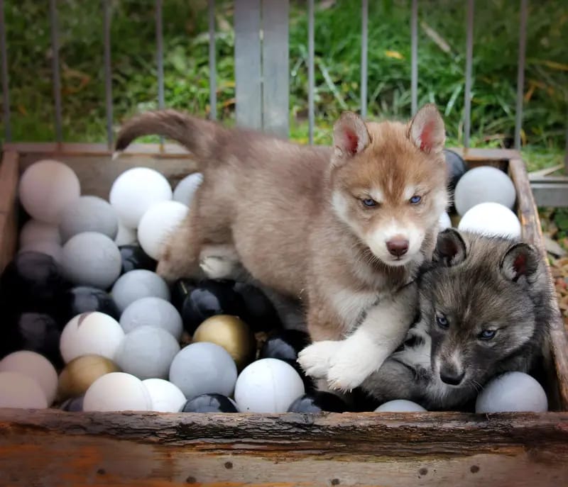 Huskykennel of Snow Wolf Valley gallery image 2