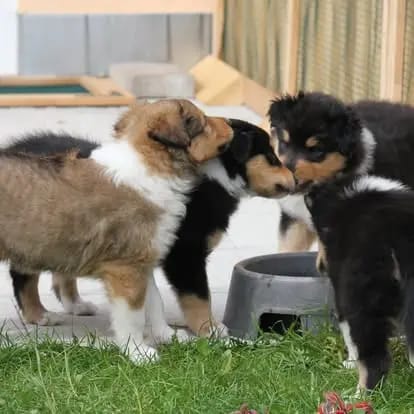Collies von der Sandsteinvilla gallery image 4