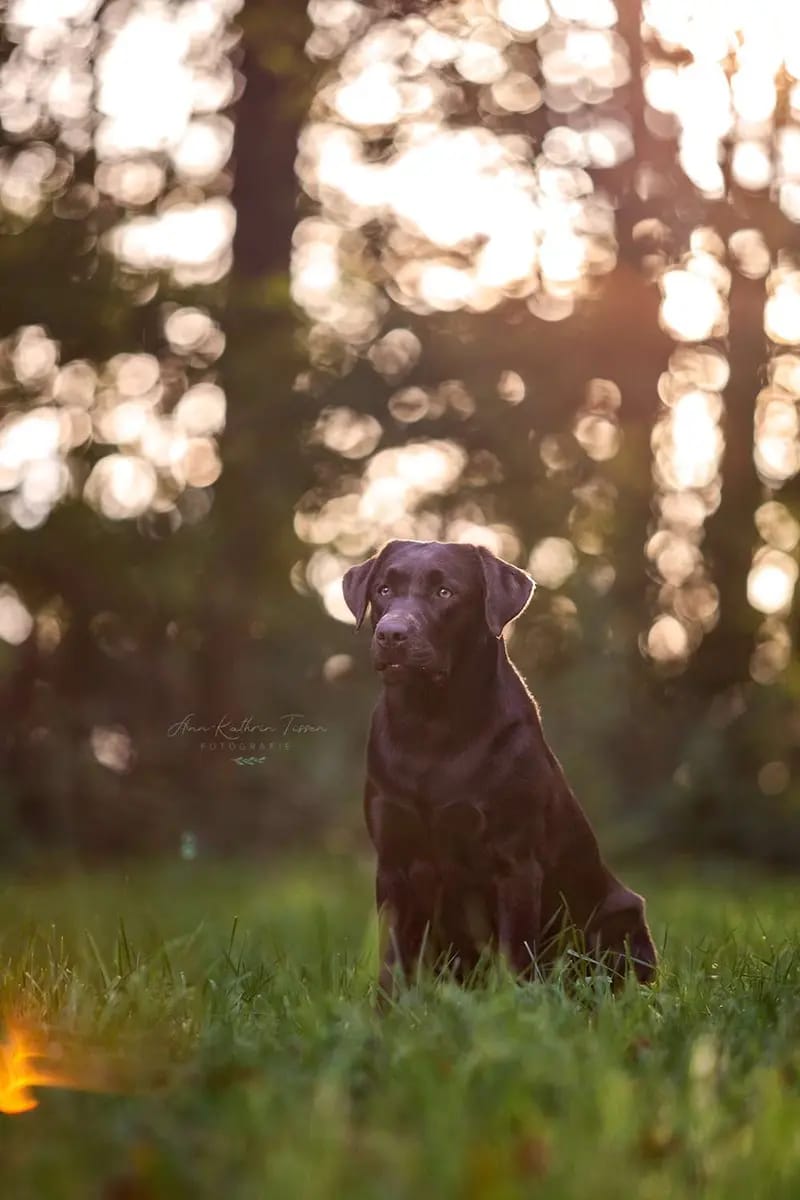 Labrador Retriever vom Hisselsberg  gallery image 4