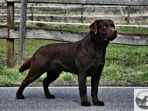 Hope Benji (Benji) vom Hisselsberg – Chiot Labrador Retriever – Photo 2