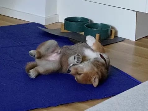 Shiba Inu Zucht aus Nippon's Reich gallery image 2