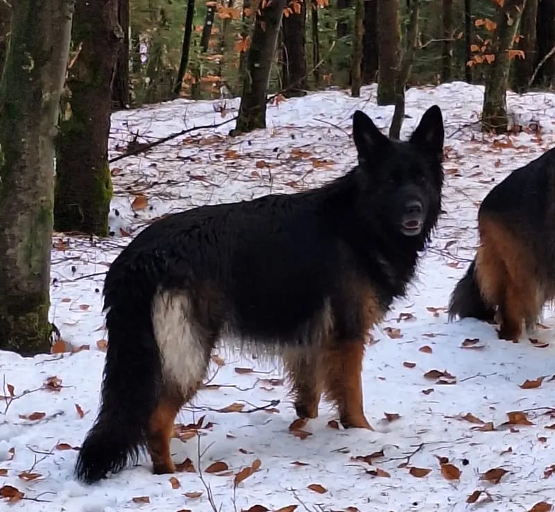 Nisha aus dem Waldquellental IRHZV gallery image 3