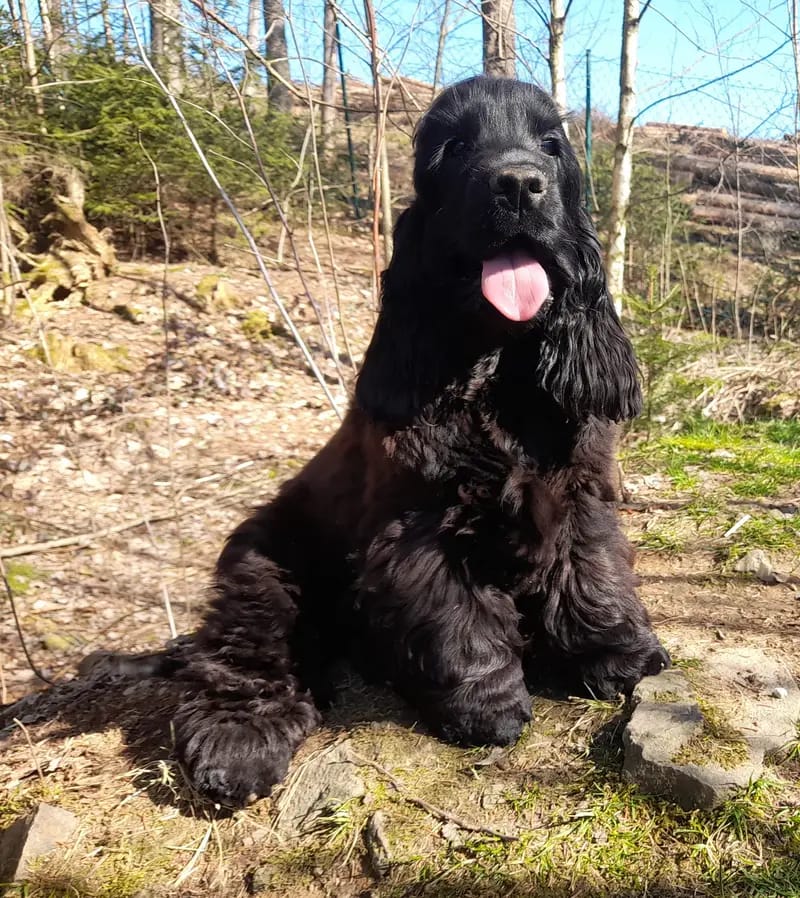 Englische Cocker Spaniels  "vom Moorsbachtal"  Liebhaberzucht seit 1994 gallery image 3