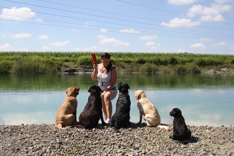 Labrador Retriever of Avon´s spirit gallery image 2