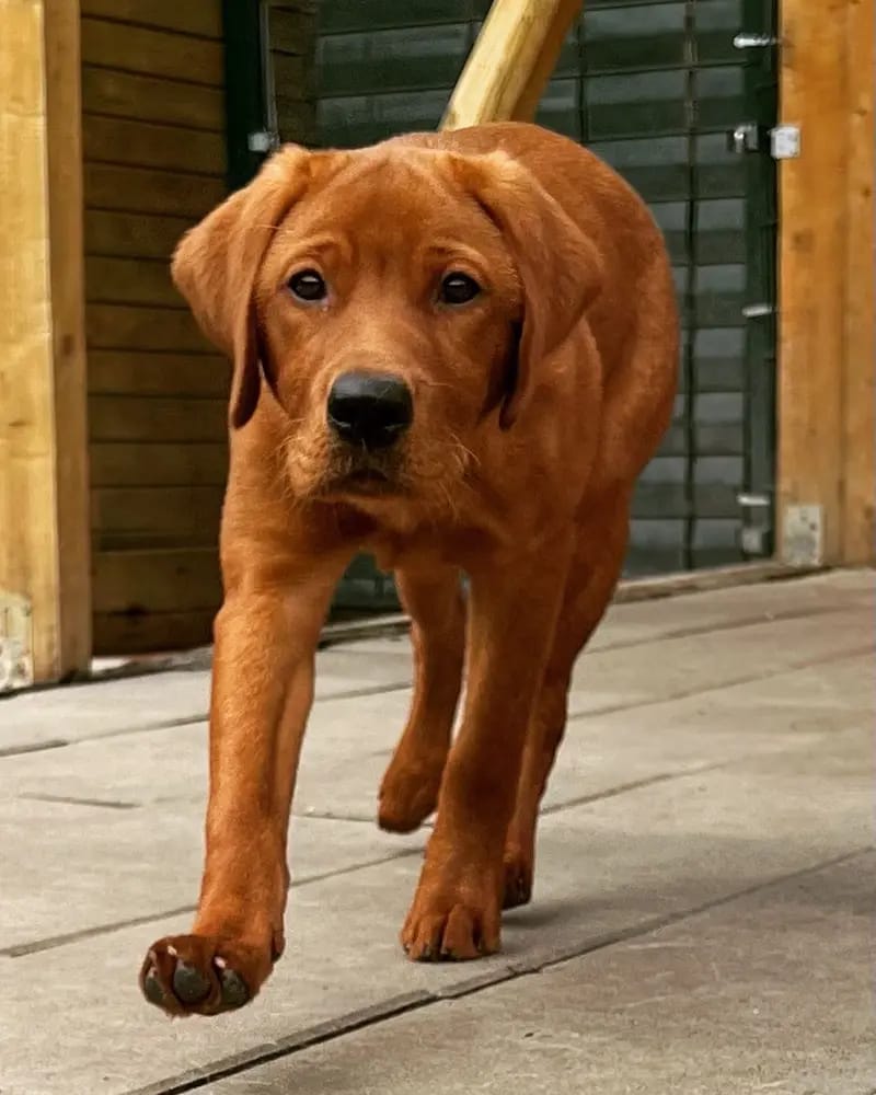 Labrador vom Schwalmtaler Turm gallery image 2