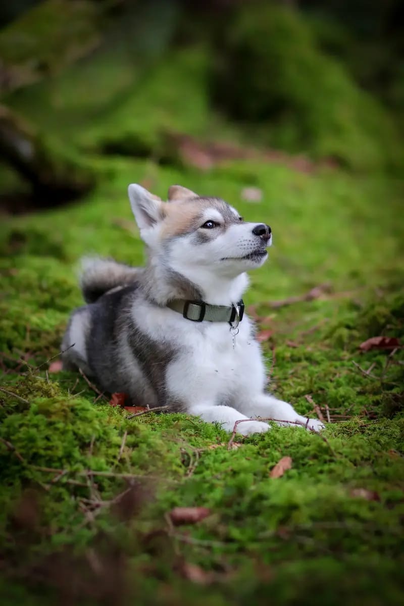 F3 Pomsky Welpen aus privater Hundezucht in München gallery image 4