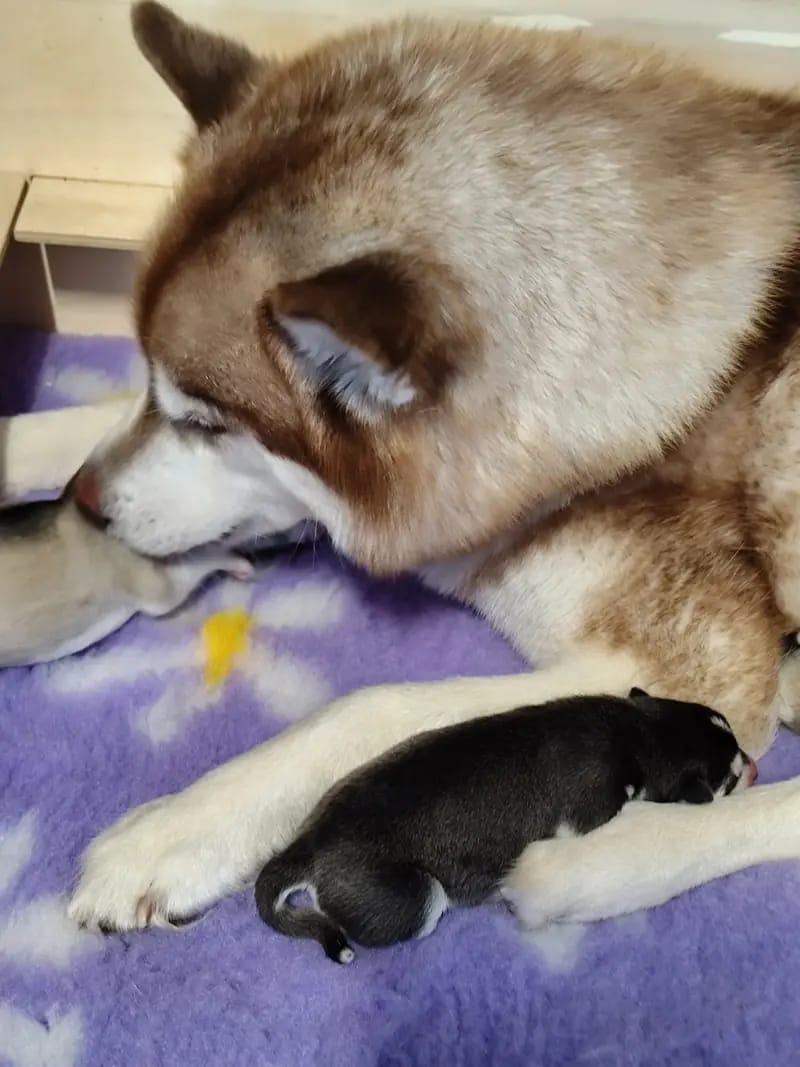 Bright Little Bear Calypso Gold  – щенок Siberian Husky – Фото 3