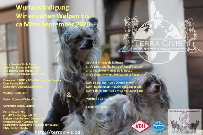 Terra Civis - Ich bin nichts für schwache Nerven  gallery image 3