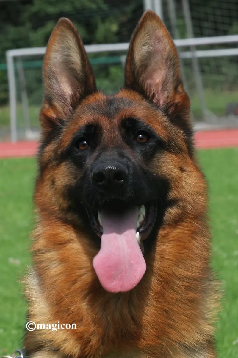 Deutscher Schäferhund Zwinger von Groß-Zünder gallery image 2