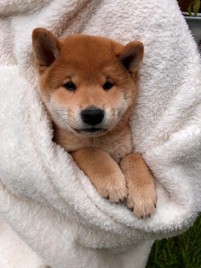 HANABI‘S Shibas  gallery image 3