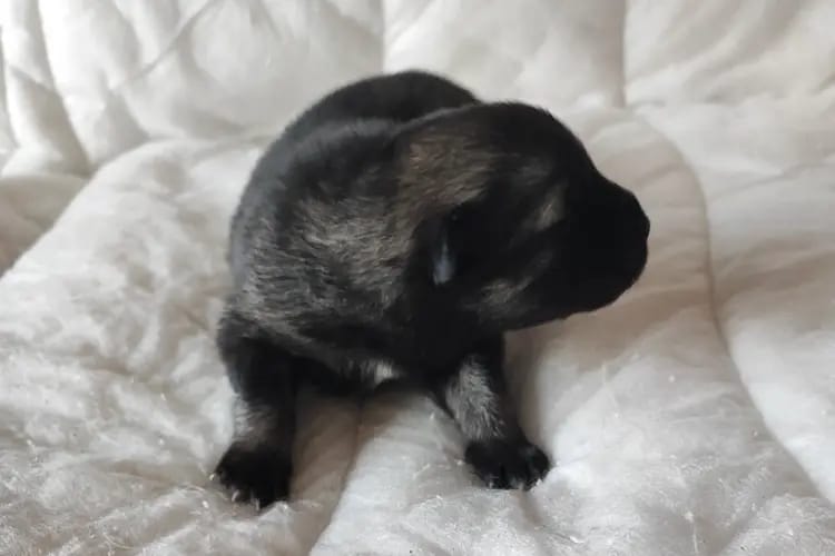 Jule gallery image 2