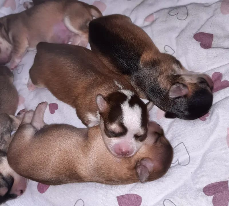 Chihuahuas von den Yunalanden  gallery image 4