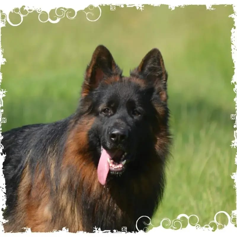 Zorrac vom Ermeland FCI gallery image 3