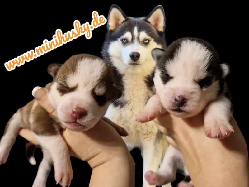 Mystic Falls Pomsky Minihuskys  gallery image 2
