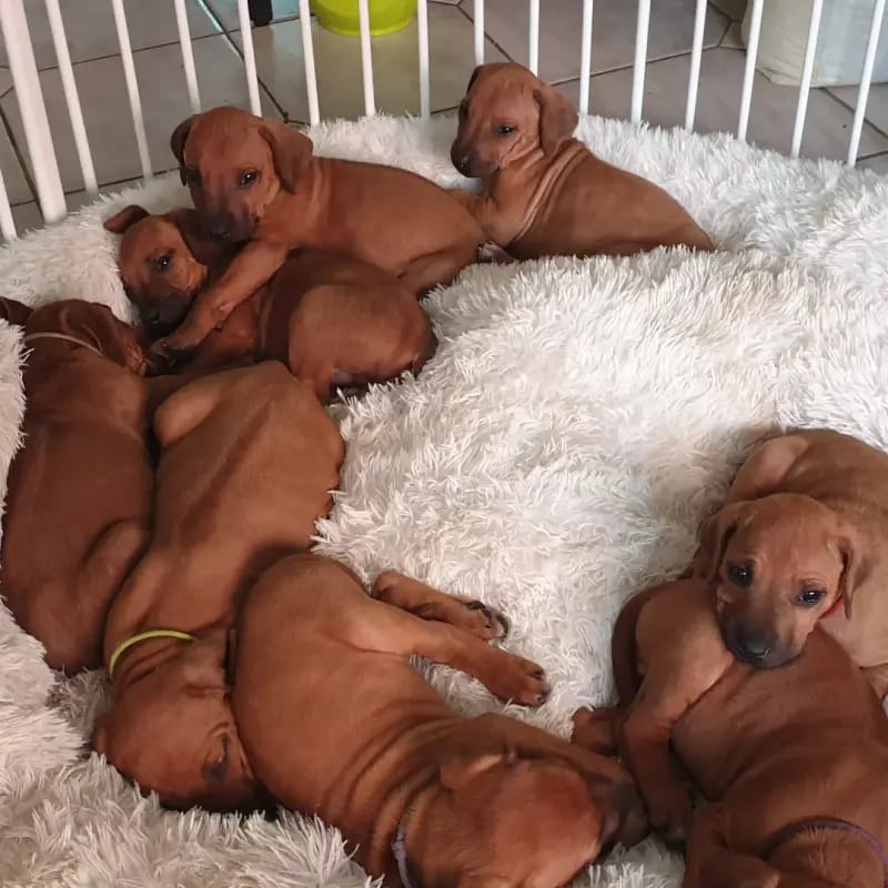 Rhodesian Ridgeback Sonnenhof Dornieden  gallery image 3
