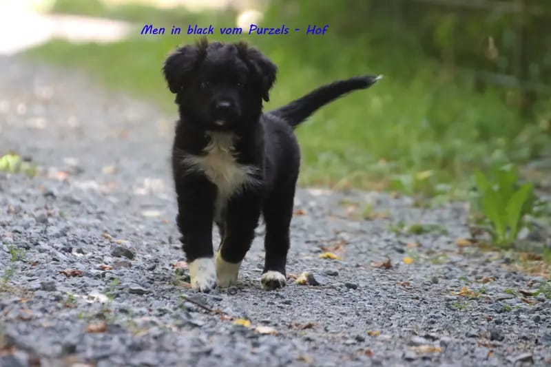 Men in black  – щенок Australian Shepherd – Фото 4