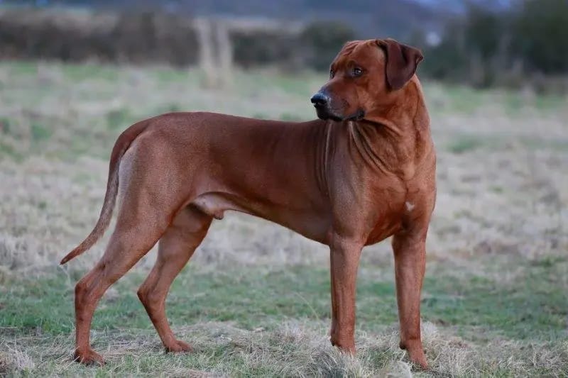 Mashambani Rhodesian Ridgebacks gallery image 2