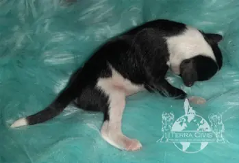 Inaria – Chinese Crested Dog Puppy – Photo 2