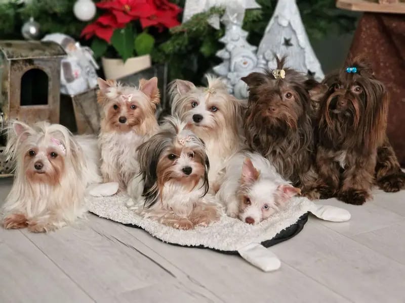 Yorkshire Terrier dai piccoli angioletti dorati gallery image 2