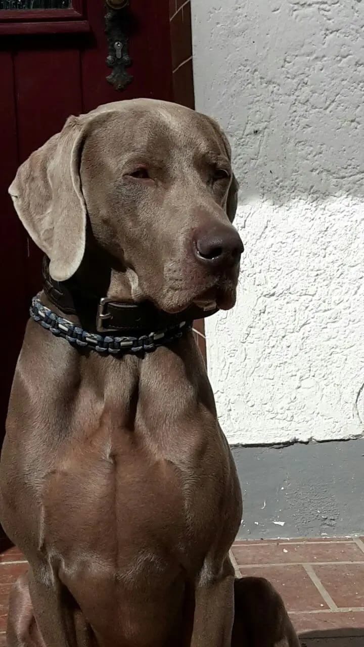 Weimaraner vom Mindelschloss gallery image 3