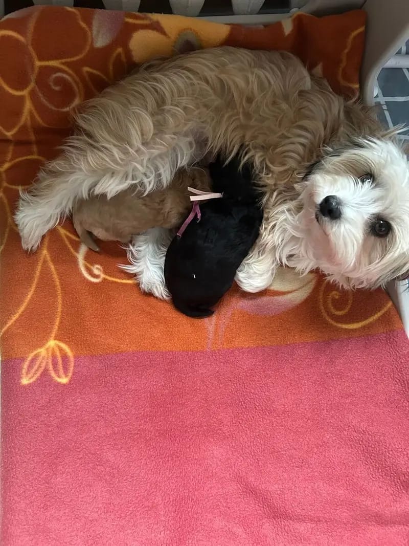 Unsere Maltipoo sind vergeben seit 28 Jahren Zuchterfahrung gallery image 3