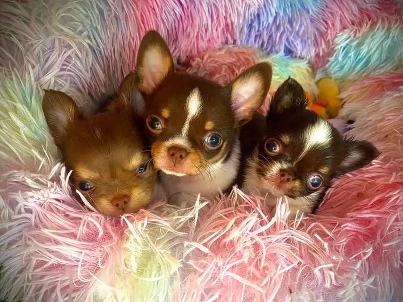 Chihuahua von den Sweetheartchis gallery image 2
