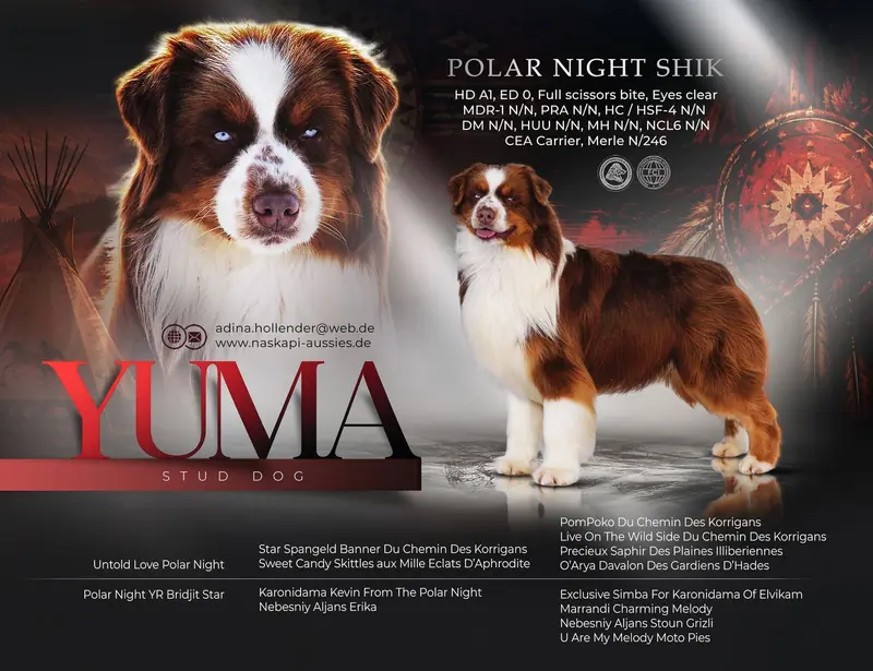 Deckrüde Australian Shepherd/Red Tri/ Blaue Augen – Australian Shepherd Puppy – Photo 2