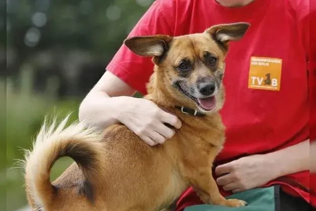 Tico 22/327 gallery image 4