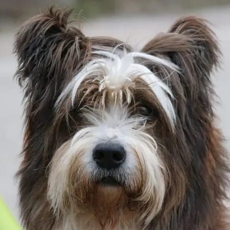 Archie vom netten Tal gallery image 2