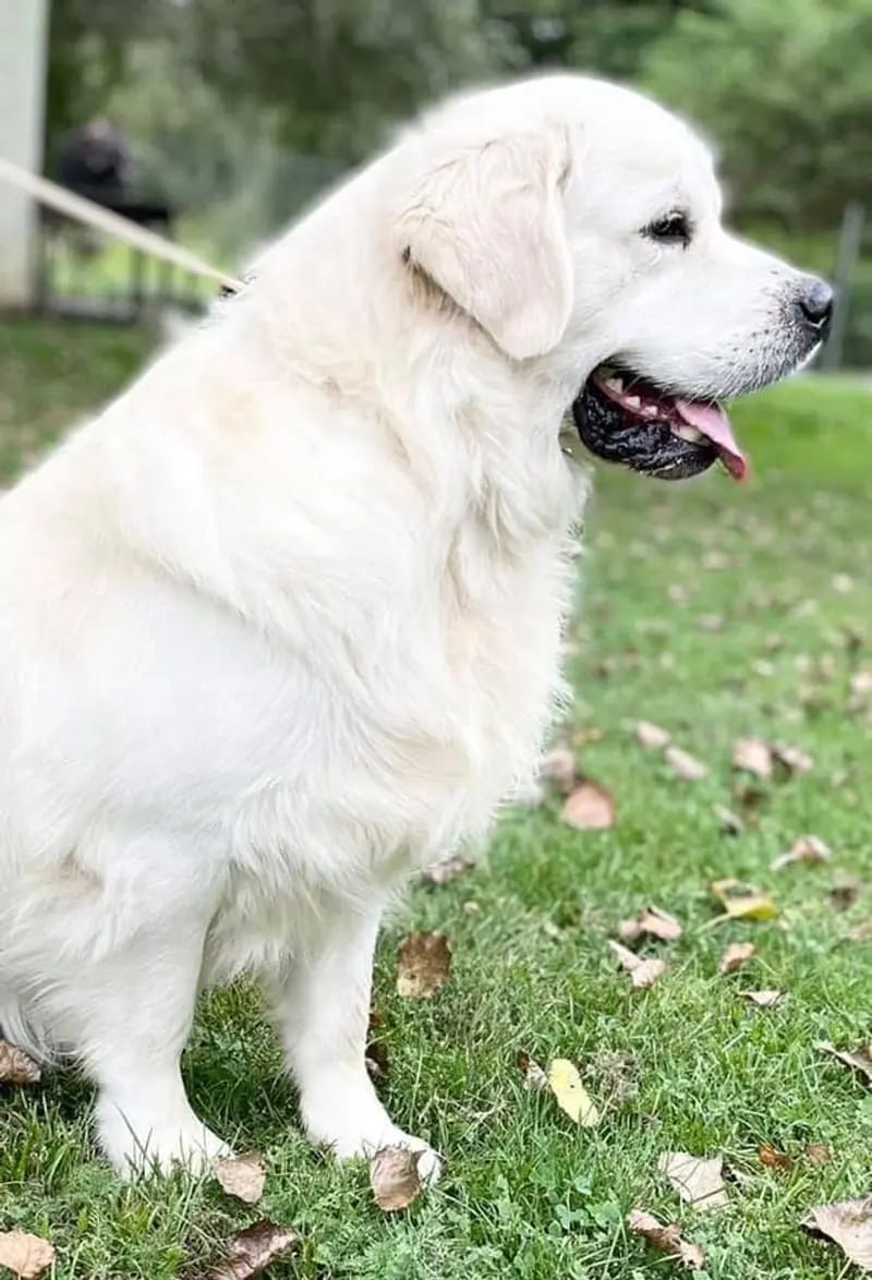 Golden Retriever Herbst / Winter 2026 gallery image 2