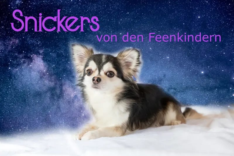 I am Snickers von den Feenkindern gallery image 2