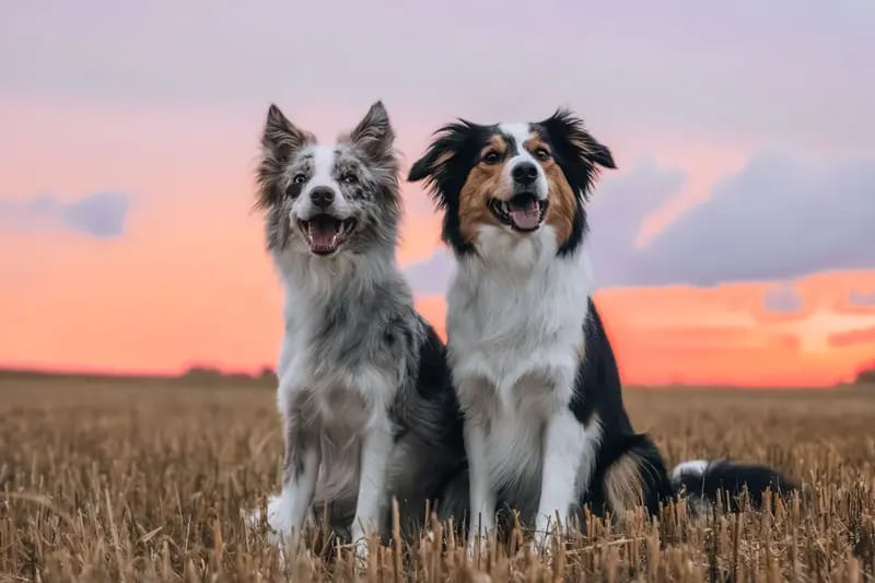 Beyond Borders Border Collies gallery image 2
