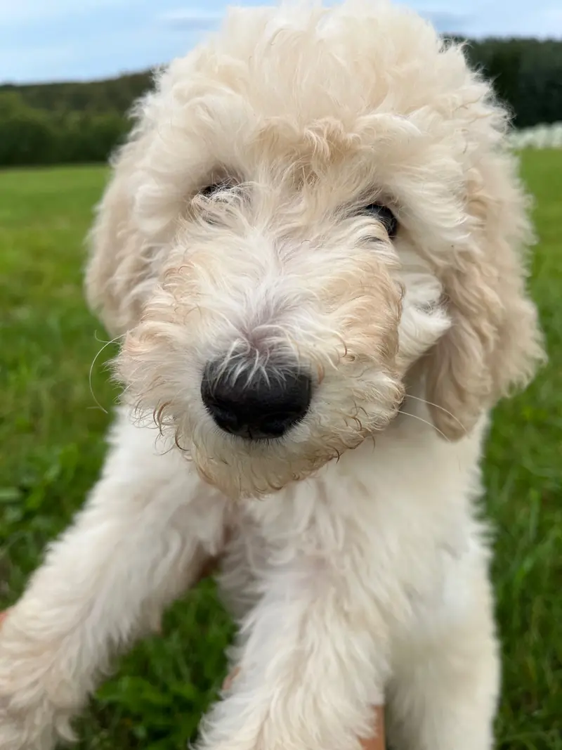 Cooper Junior  – Großpudel (Königspudel) Puppy – Photo 4