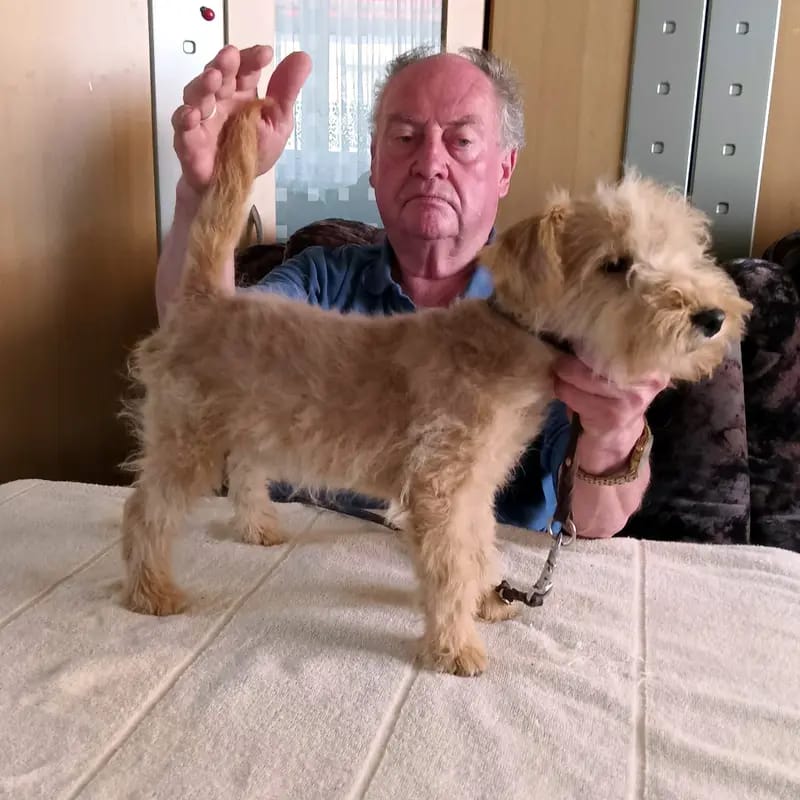 Lakeland Terrier vom Amur gallery image 3