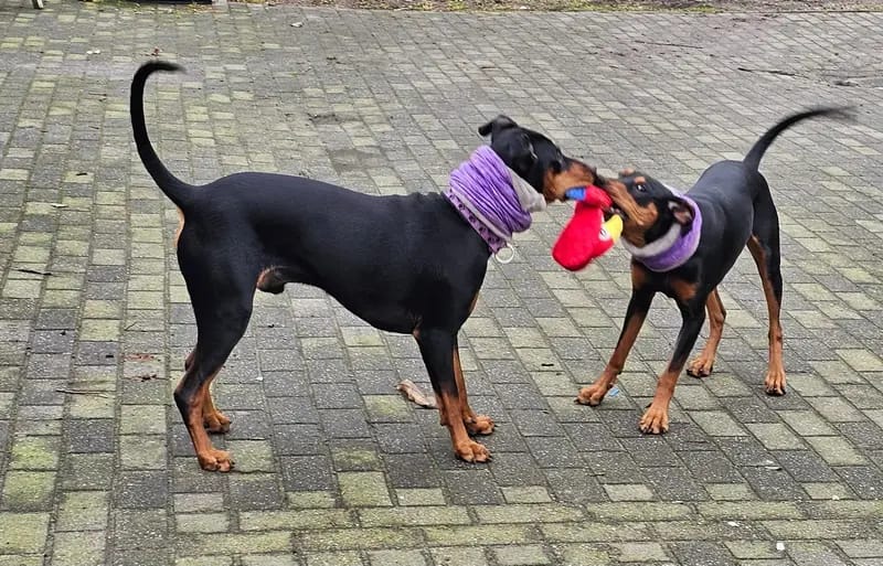 Deutscher Pinscher Rüde gallery image 2