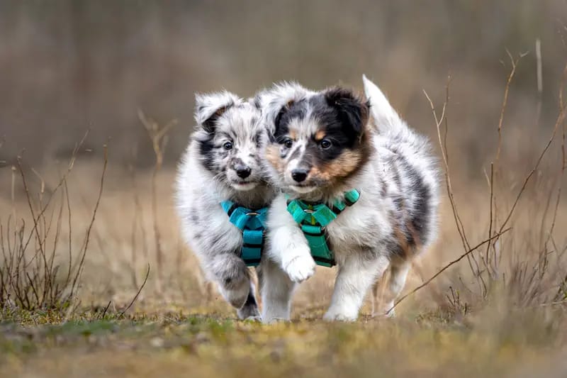 Shelties vom Nordlicht gallery image 3