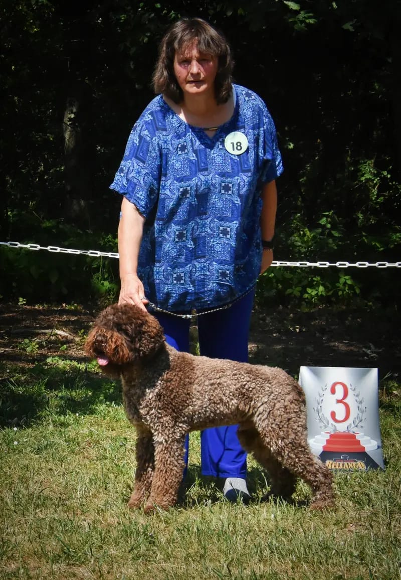 Curly Coats Lagotto Romagnolo  gallery image 2
