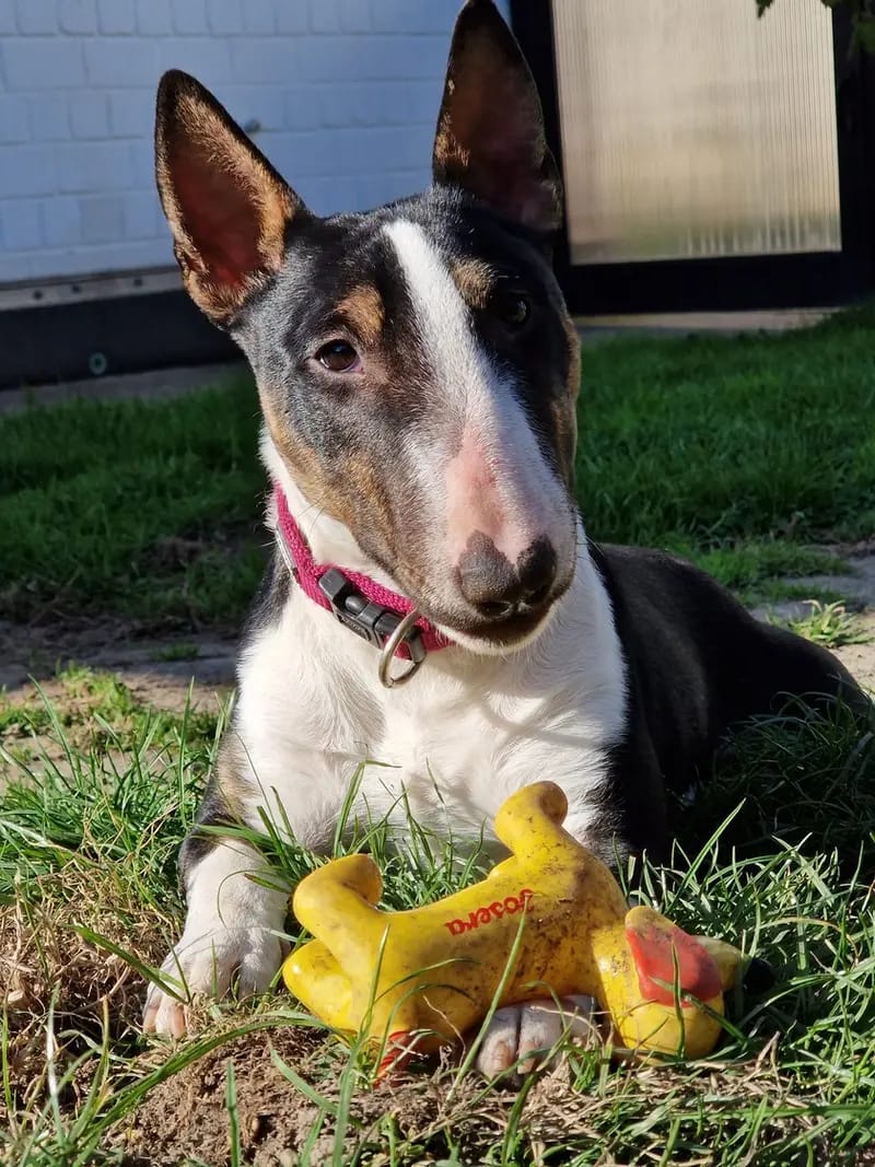Miniature Bull Terrier vom Blasheimer Markt  gallery image 4