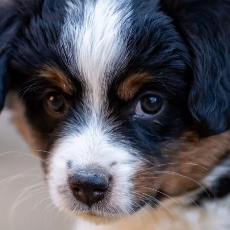 Ruby – Australian Shepherd Yavrusu – Fotoğraf 3
