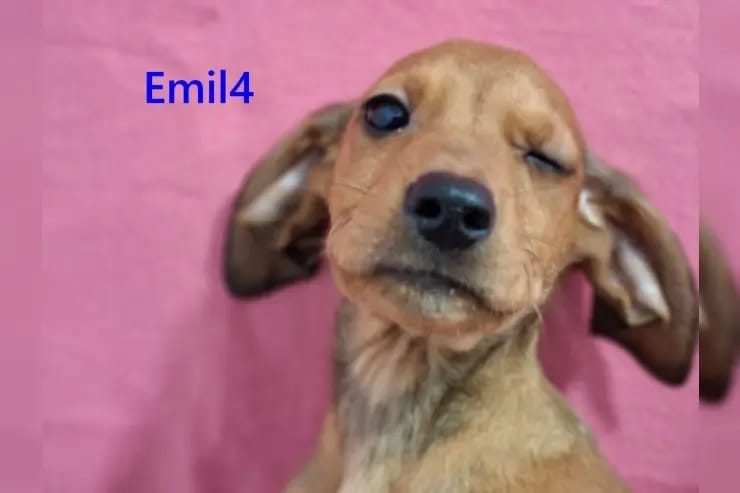 Emil4 gallery image 4