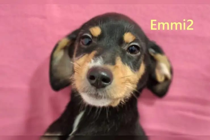 Emmi2 gallery image 2