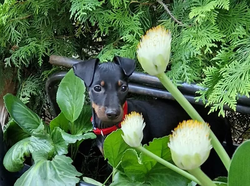 Manchester Terrier von der Spree gallery image 3