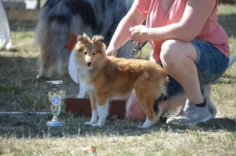 Collies & Shelties from Cherryblossom Dream  gallery image 2