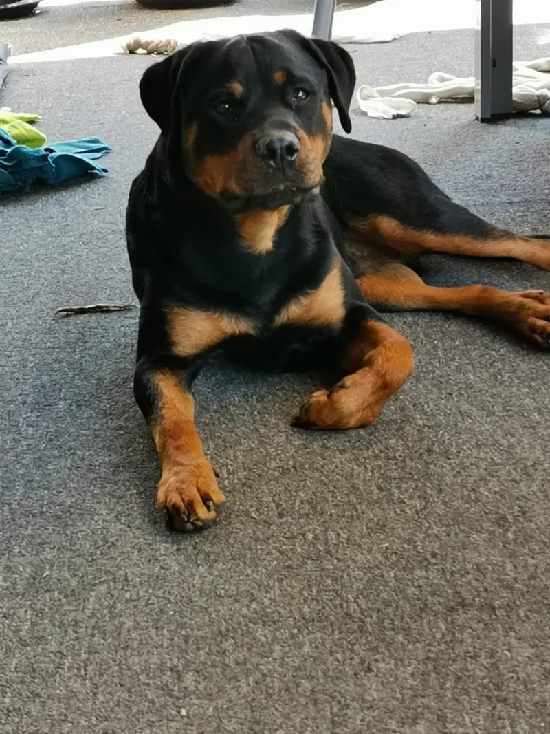 Rottweiler von der Strahlenburg  gallery image 3