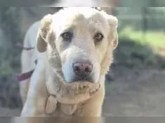 Balu gallery image 4