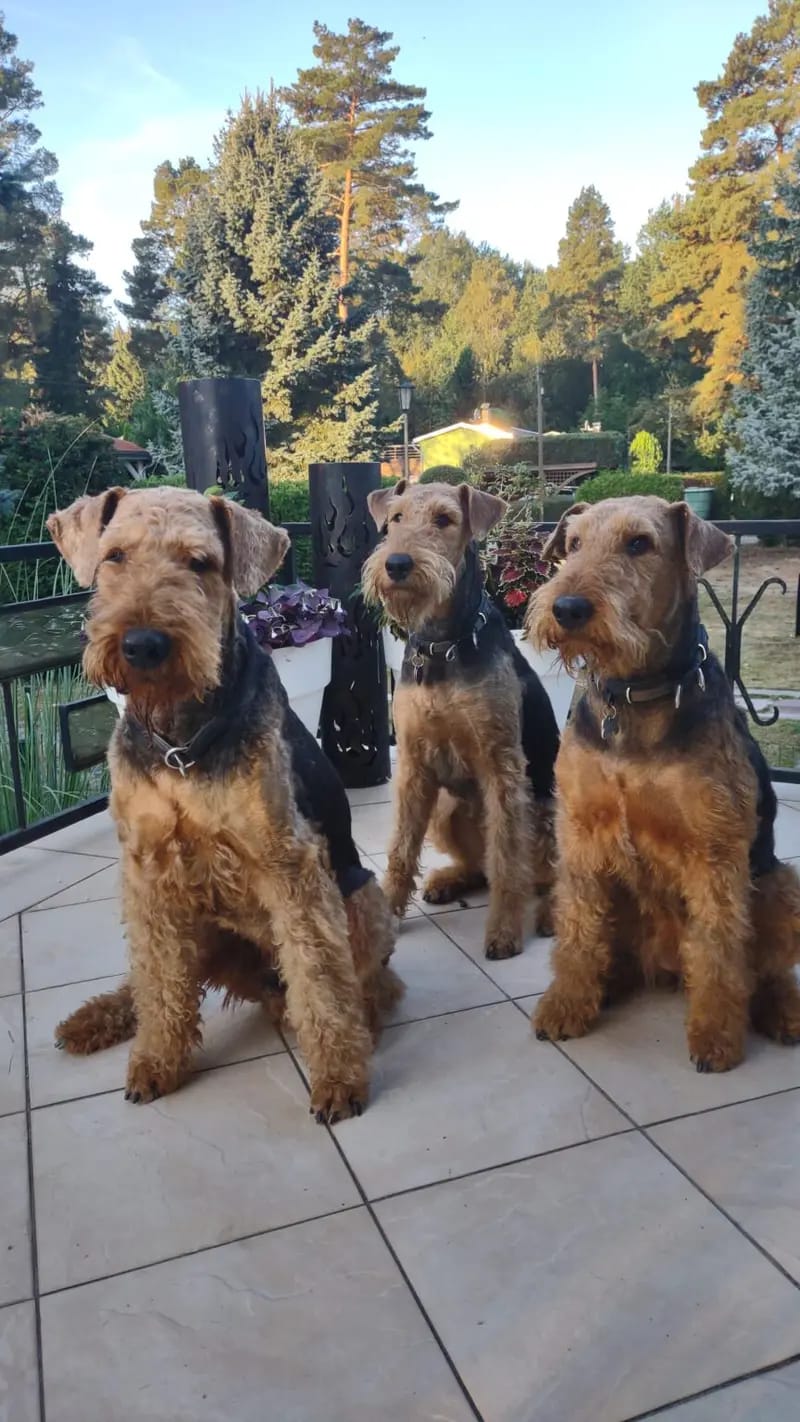 Airedales vom Castell Thorun  gallery image 4