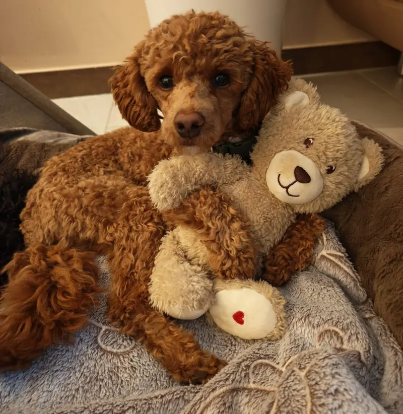 Deckrüde , Zwergpudel -- Les bijoux des Rois " Peanut " -- rot weiß Harlekin - KEIN VERKAUF – Zwergpudel Puppy – Photo 4
